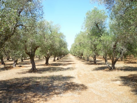 olive-grove-886869_1920 7 Countries That Make the Best Olive Oil in the World 