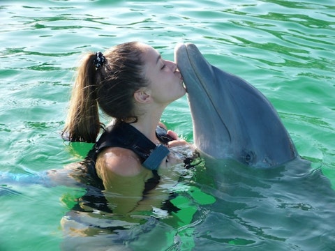 dolphin-955749_1280 11 Best Places to Visit in Dominican Republic for Families with Kids