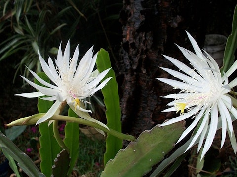 night-blooming-cereus-14557_640 11 Most Expensive Flowers In The World