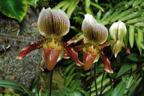 orchids-638050_1920 11 Most Expensive Flowers In The World