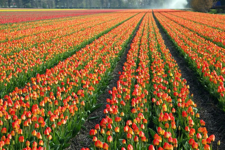 tulips-21443_1920 11 Most Expensive Flowers In The World