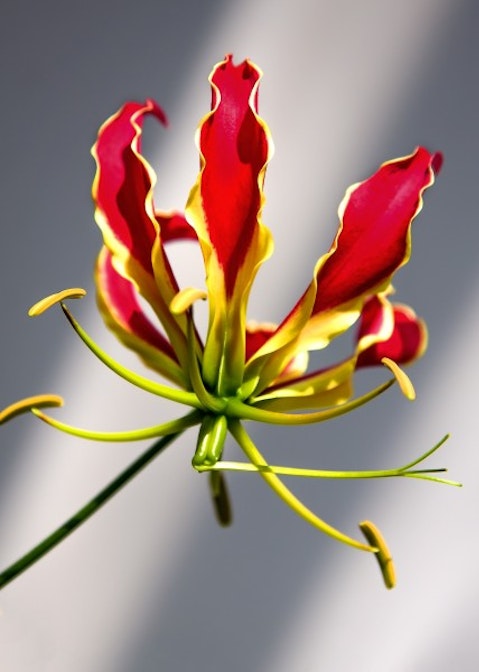 gloriosa-805694_1920 11 Most Expensive Flowers In The World