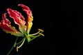 11 Most Expensive Flowers In The World