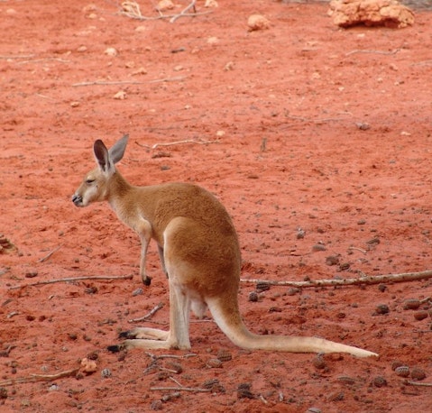 kangaroo-261740_1280