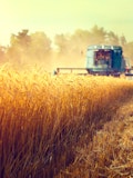 8 Countries that Produce the Most Wheat in the World