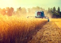 8 Countries that Produce the Most Wheat in the World