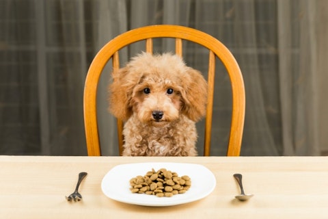 eat, dog, pet, bowl, food, nutritional, dish, chair, table, plate, mammal, uninterested, diet, brown, poodle, spoon, kibbles, seated, cute, beige, dinner, small, skinny, young,