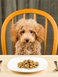 10 Easily Digestible Foods for Dogs