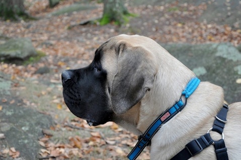 english-mastiff-489184_1280 Most Dangerous Dog Breeds That Bite The Most People