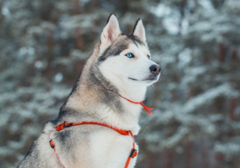 SVPhilon/Shutterstock.com Most Dangerous Dog Breeds That Bite The Most People
