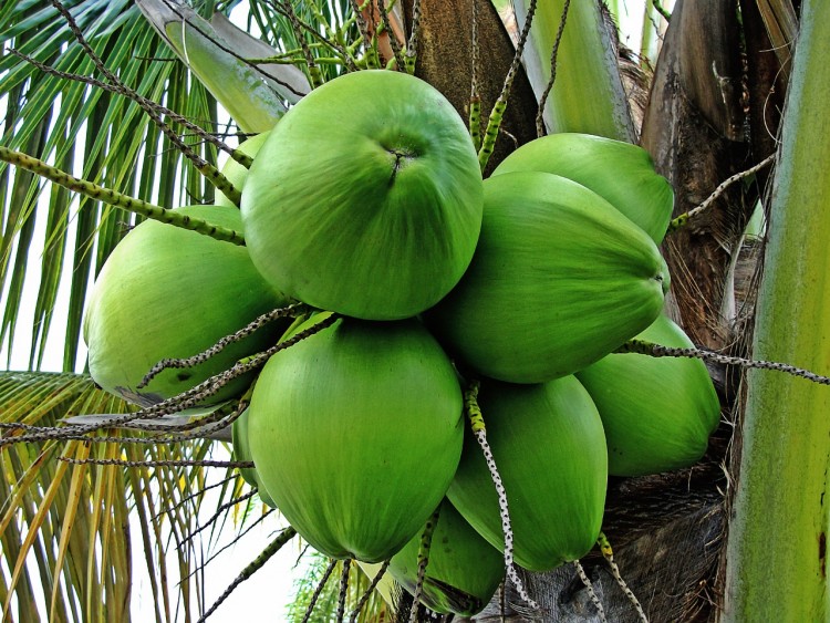coconut-tree-1089191_1280 Top 11 Philippine Exports and Imports