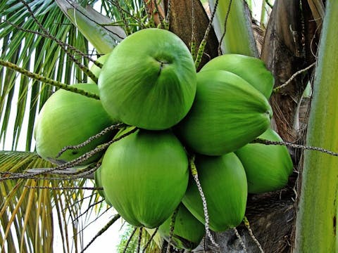 coconut-tree-1089191_1280 Top 11 Philippine Exports and Imports