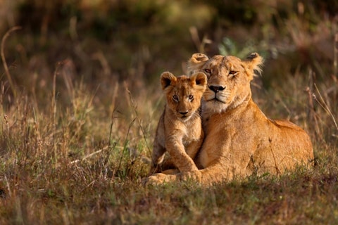 lion, kenya, cubs, cub, safari, lioness, africa, animals, animal, serengeti, east, pride, savanna, king, wild, black, african, leader, natural, park, national, mammal, pair,