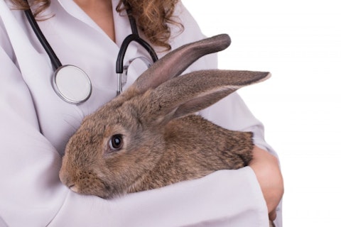 vet, rabbit, animal, health, sick, medical, veterinarian, people, small, person, lab, breed, isolated, mammal, green, white, examination, patient, clinic, bunny, stethoscope,