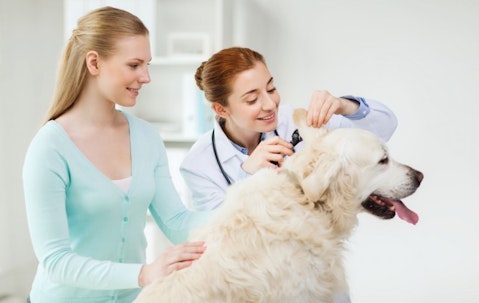 animal, breed, canine, care, check, checkup, clinic, control, diagnostic, doctor, dog, domestic, ear, exam, examination, examining, expertise, female, girl, golden, happy,