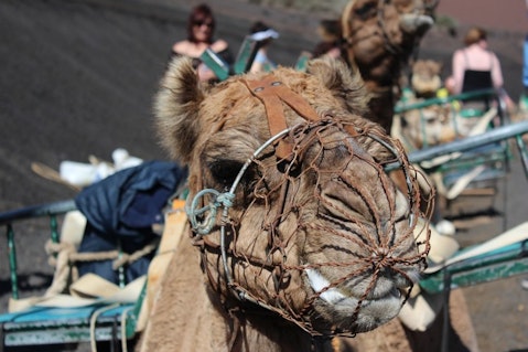 11 Worst Countries For Animal Cruelty