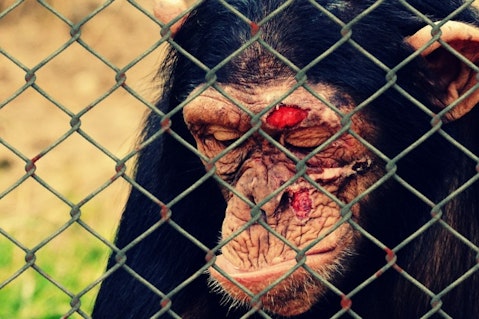 11 Worst Countries For Animal Cruelty