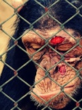 11 Worst Countries For Animal Cruelty