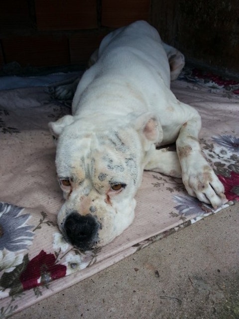 11 Worst States To Be An Animal