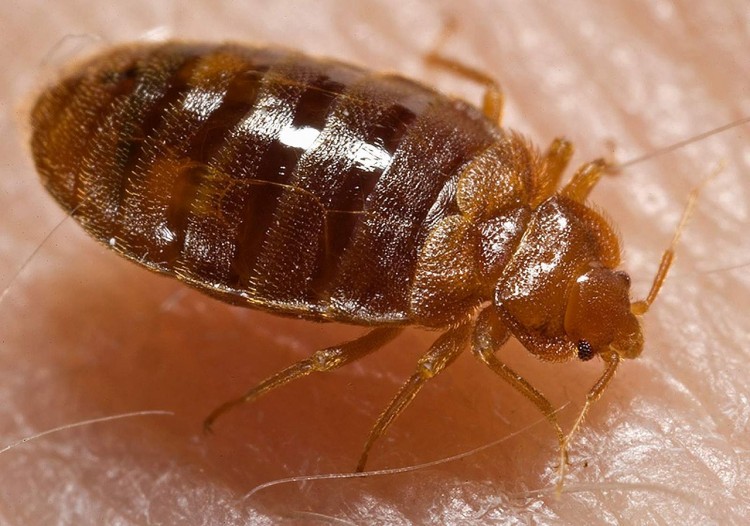 11 Worst Cities For Bedbugs in America