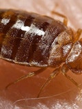 11 Worst Cities For Bedbugs in America
