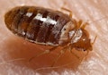 11 Worst Cities For Bedbugs in America