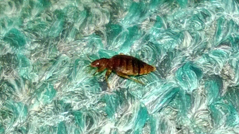 11 Worst Cities For Bedbugs in America