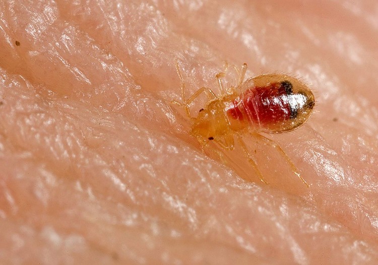 11 Worst Cities For Bedbugs in America