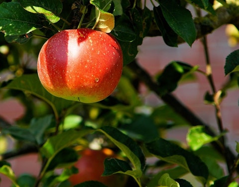 8 Countries that Produce the Most Apples in the World