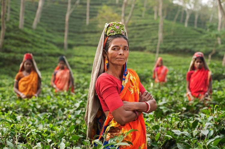 Countries that Produce the Most Tea in the World