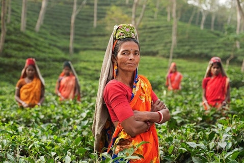 Countries that Produce the Most Tea in the World