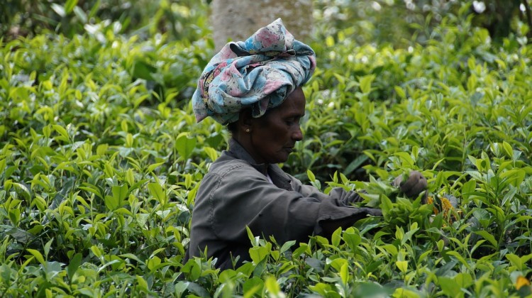 Countries that Produce the Most Tea in the World