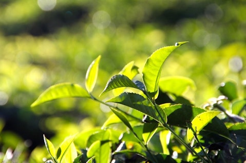 Countries that Produce the Most Tea in the World