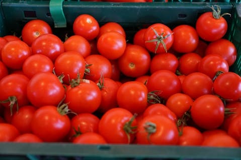 8 Countries that Produce the Most Tomatoes in the World