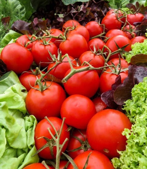 8 Countries that Produce the Most Tomatoes in the World