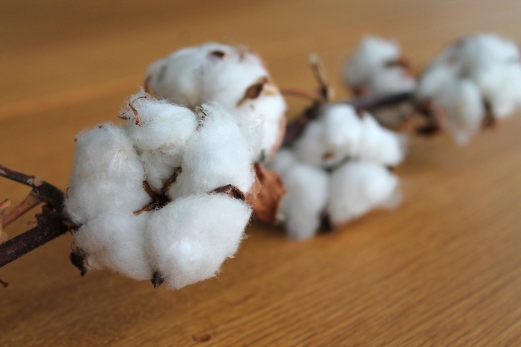 8 Countries that Produce The Most Cotton in The World