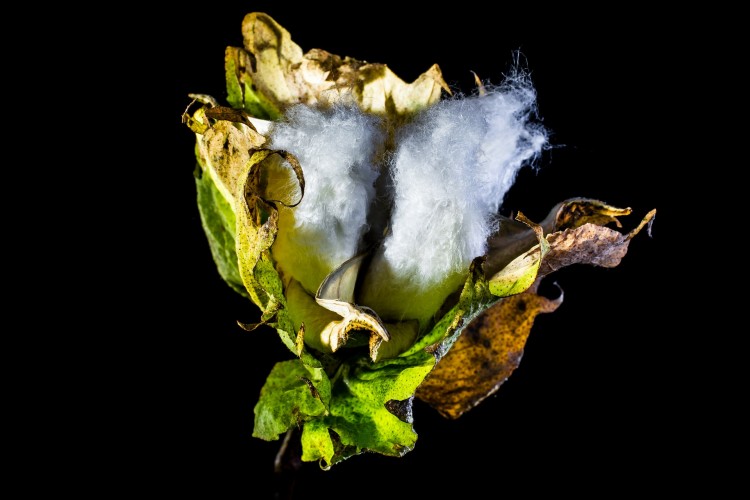 8 Countries that Produce The Most Cotton in The World