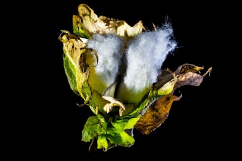 8 Countries that Produce The Most Cotton in The World