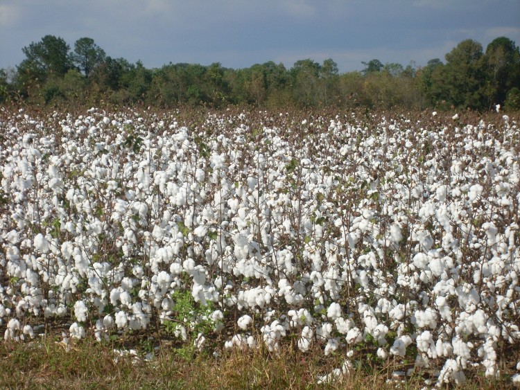 8 Countries that Produce The Most Cotton in The World