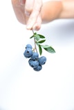25 Biggest Producers of Blueberries In The World