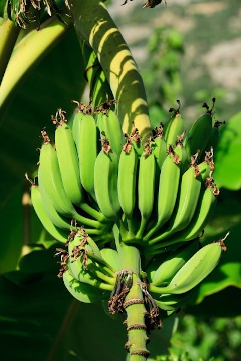 10 Countries that Export The Most Bananas in The World