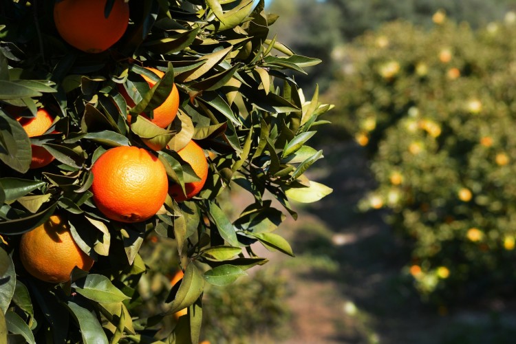 Countries that Produce the Most Oranges in the World