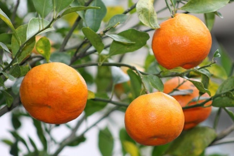 Countries that Produce the Most Oranges in the World