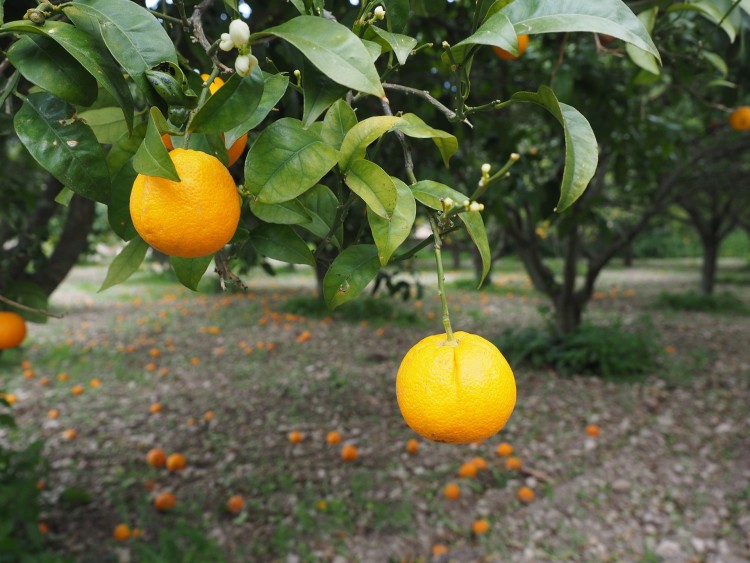 Countries that Produce the Most Oranges in the World
