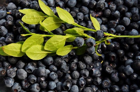 Countries that Produce The Most Blueberries in The World