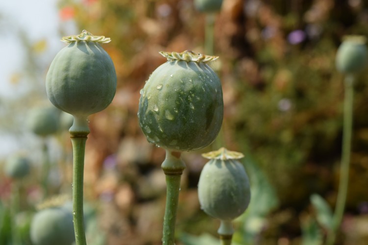 8 Countries that Produce the Most Opium in the World 