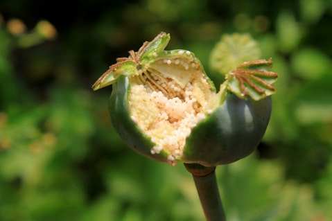 8 Countries that Produce the Most Opium in the World 