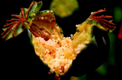 8 Countries that Produce the Most Opium in the World