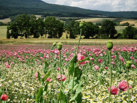 8 Countries that Produce the Most Opium in the World