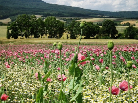 8 Countries that Produce the Most Opium in the World 